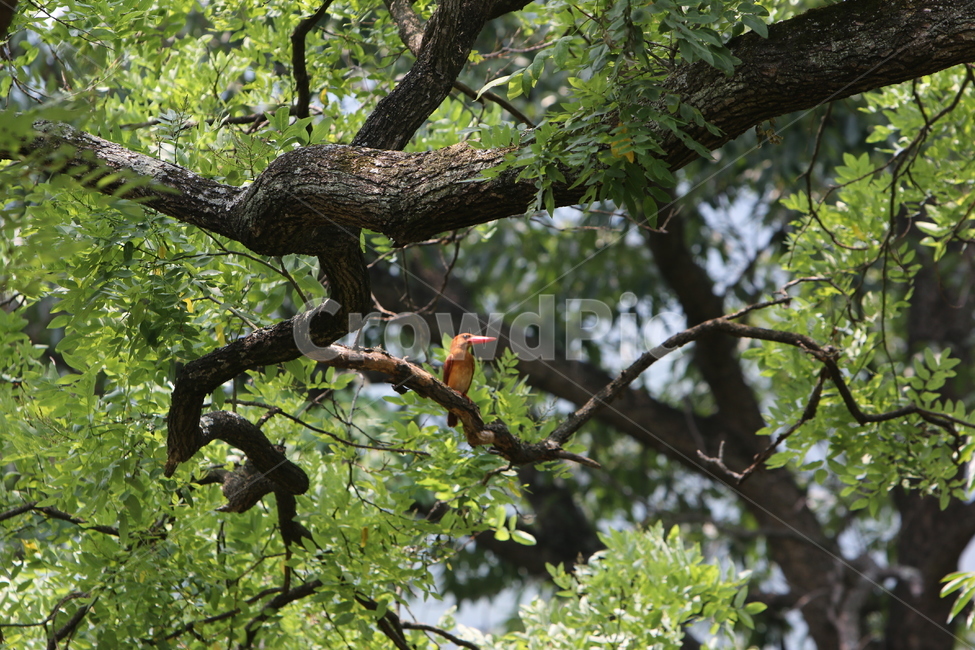 자연,나뭇가지,나무줄기,식물,tree,나무,plant,treetrunk,동물,animal,새,bird,산,산속,초록빛,오후,야외,outdoors