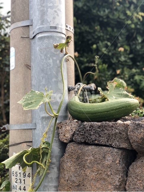 수세미오이,수세미,식물,담벼락,현무암,전봇대,plant,야생,자연
