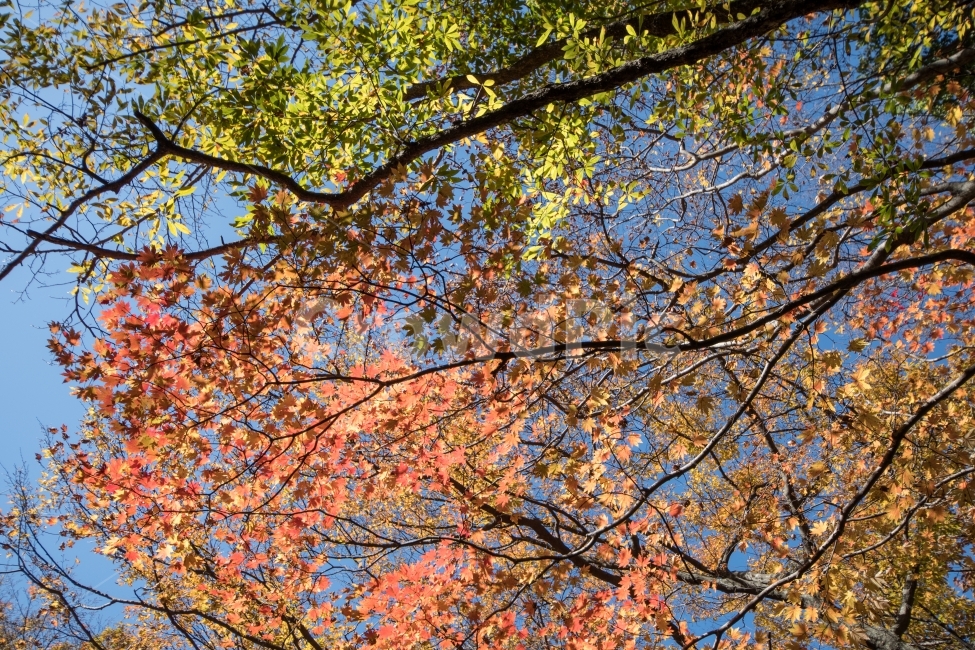 가을,단풍,하늘,가을하늘,풍경,제주도,가을,계절,fall,autumn,season,식물,자연,plants,nature,tree,나무,plant,leaf,잎,maple