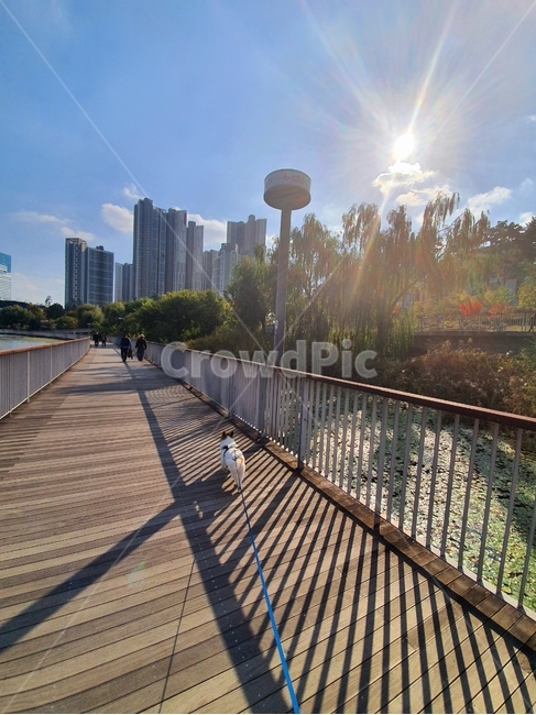 공원,강아지,산책,개,다리,가을,하늘,햇빛,햇살,boardwalk,railing,난간,산책로,building,person,동물,animal,포유류,mammal,개,강아지,dog,doggy