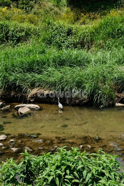 서울,불광천,개천,풍경,산책,학,새,동물,animal,조류,새,birds