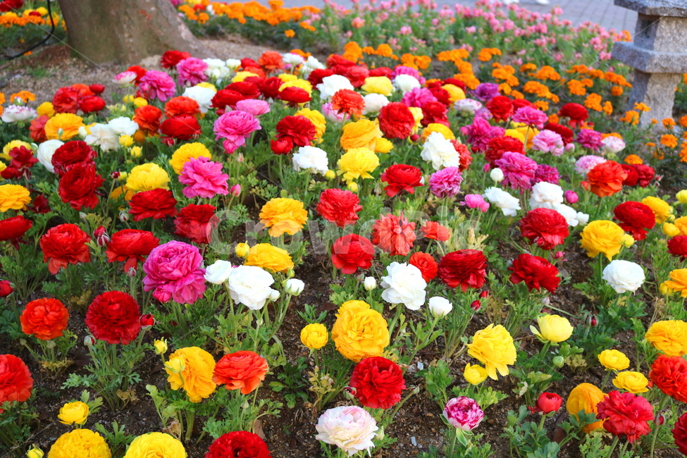 라넌큘러스,꽃,라넌큘러스꽃,식물,숙근초,꽃밭,식물,자연,plants,nature,꽃,flower