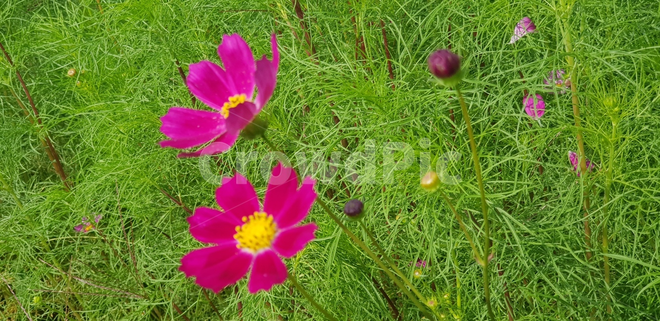 코스모스,가을,분홍,뜰,정원,잎,잎사귀,자연,계절,향기,식물,anemone,blossom,아네모네,flower,꽃