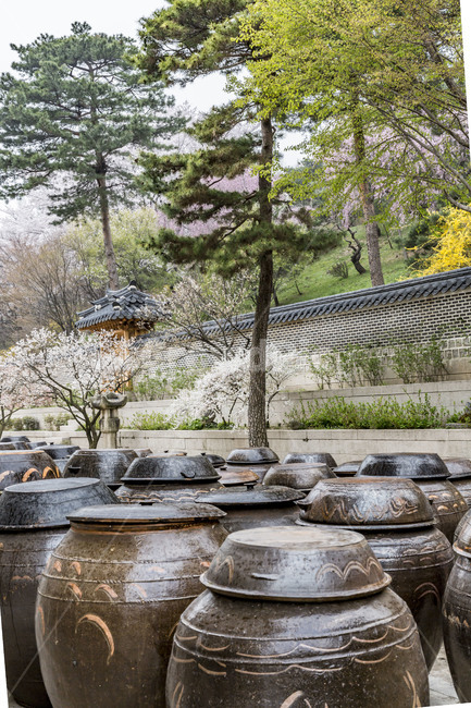 호암미술관,장독대,독,옹기,항아리,정원,후원,봄,한국전통,한국문화,korean traditional,korean culture
