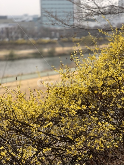 개나리,봄,forsythia,yellowflower,노란꽃,꽃,탄천,spring,봄,계절,spring,season,자연,풍경,nature,landscape,plant,식물