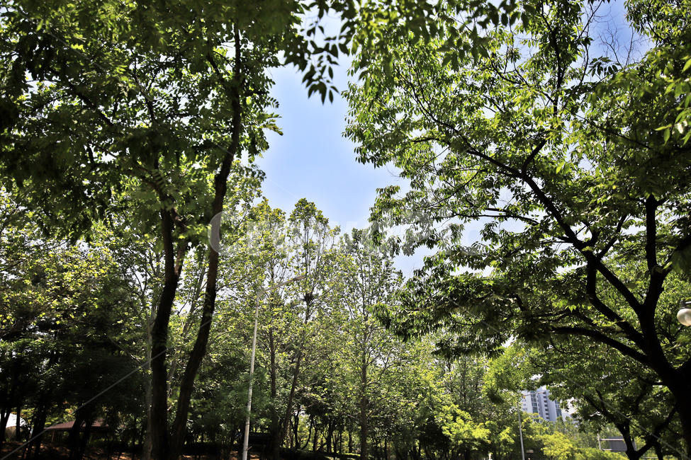 도심,여름,식물,초여름풍경,풍경사진,자연,풍경,nature,landscape,tree,나무,plant,tree trunk,나무 줄기