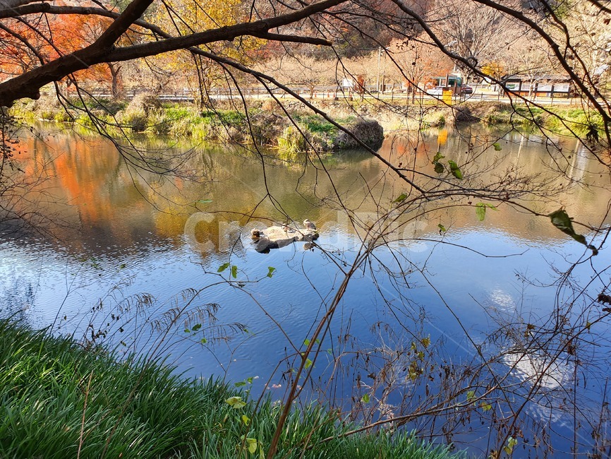 가을,백양사,장성백양사,오리,연못,자연,풍경,nature,landscape