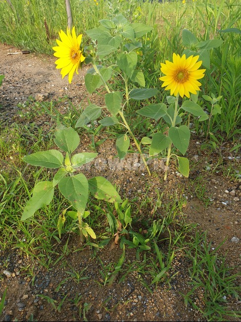 꽃,해바라기꽃,자연,노란색,미니해바라기