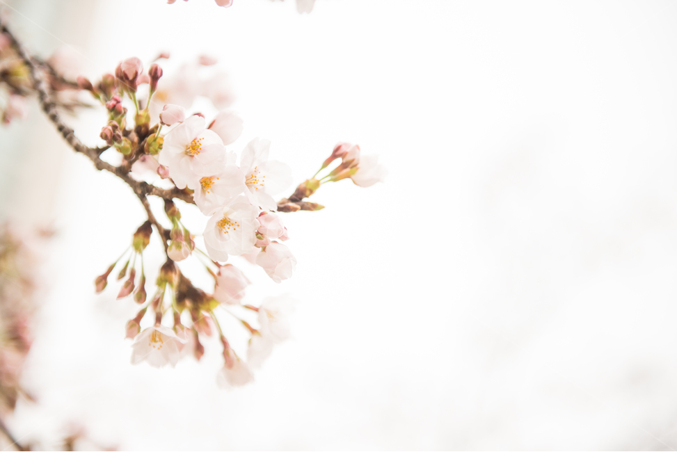 벚꽃,나무,분홍,봄,꽃,봄,계절,spring,season,식물,자연,plants,nature,꽃,flower,감성,sensible,feeling,plant