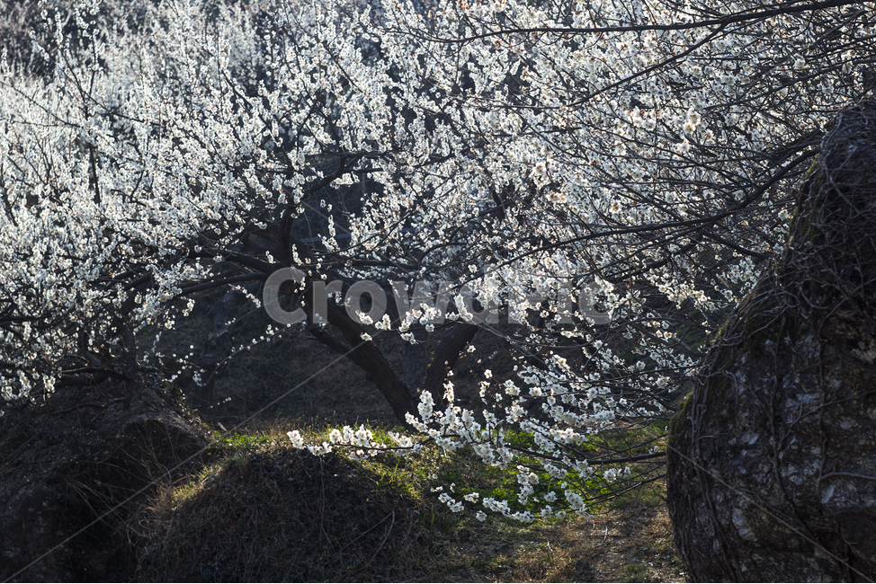 매화,매화꽃,매화축제,매화밭,봄꽃,봄,계절,spring,season,자연,풍경,nature,landscape,식물,plants,꽃,flower,감성,sensible,feeling,plant