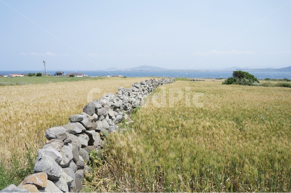 제주,풍경,보리밭,가파도,봄,청보리,봄,계절,spring,season,자연,풍경,nature,landscape,한국자연풍경,한국자연경관,korea nature landscape,제주도,jeju,jeju island,wall,벽