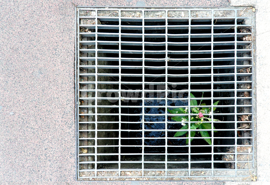 생명,식물,풀,꽃,땅,작은,감성,감성사진,물,바닥,포착,자연,nature,life,하수구,grate,drain,flower,생명력,끈기,위대함,식물,자연,plants,nature