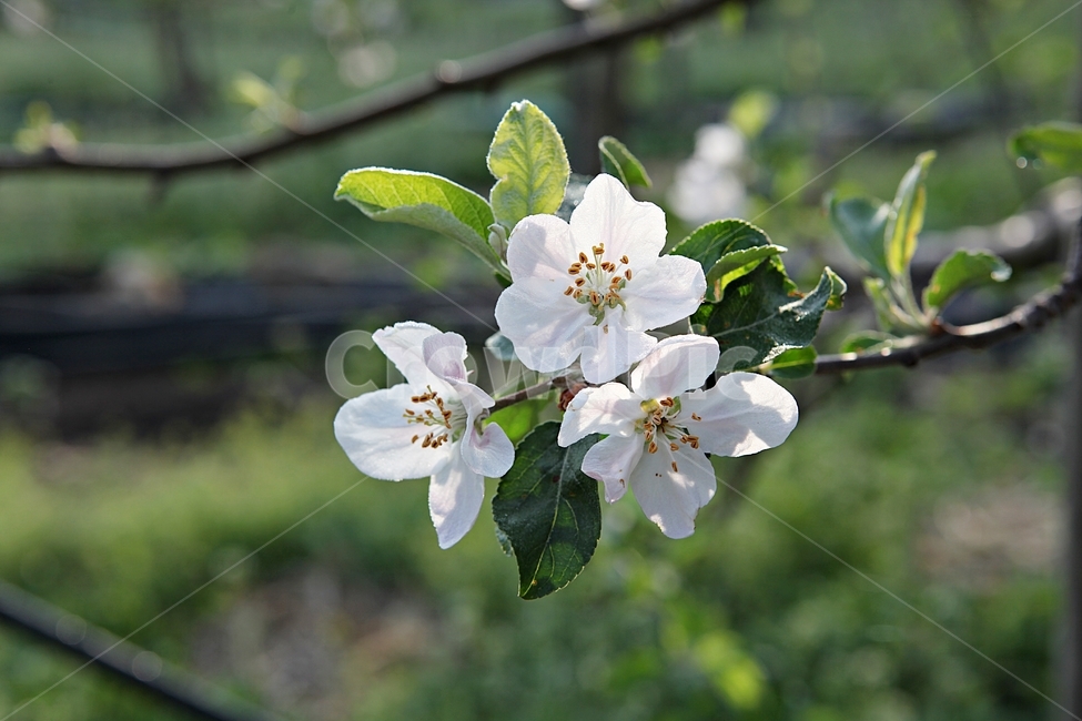 사과꽃,사과나무,과수원,봄꽃,꽃,꽃잎,잎,봄,식물,자연,개화