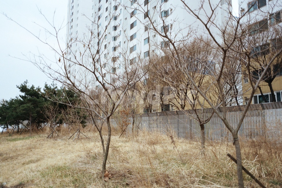 공원,건물,아파트,봄,나무,도시,풍경,city,landscape,tree,plant,식물