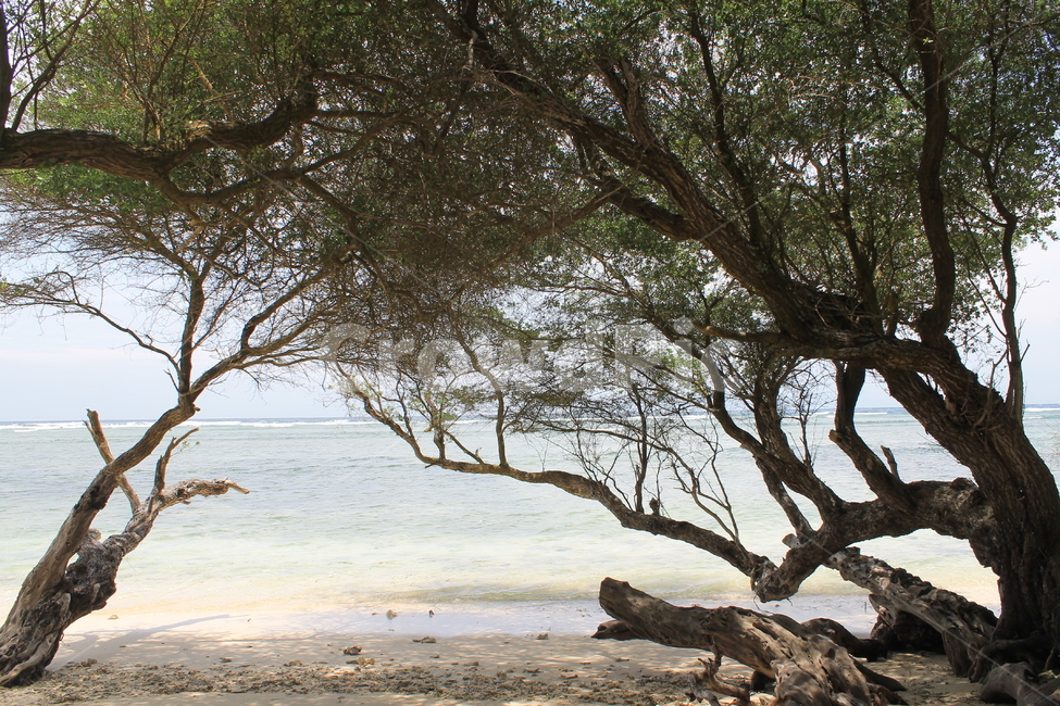 인도네시아,길리,해변,나무해변,나무,indonesia,gili,beach,treeandbeach,treeonthebeach,vacation,고즈넉