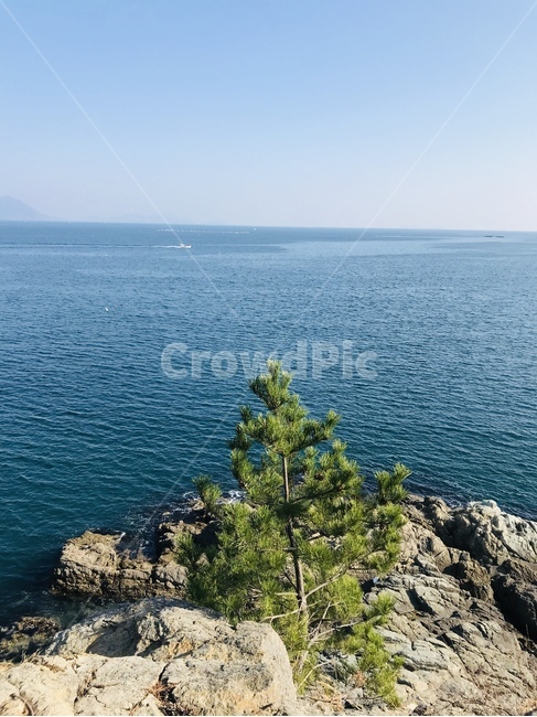 바다,나무,초록,자연,풍경