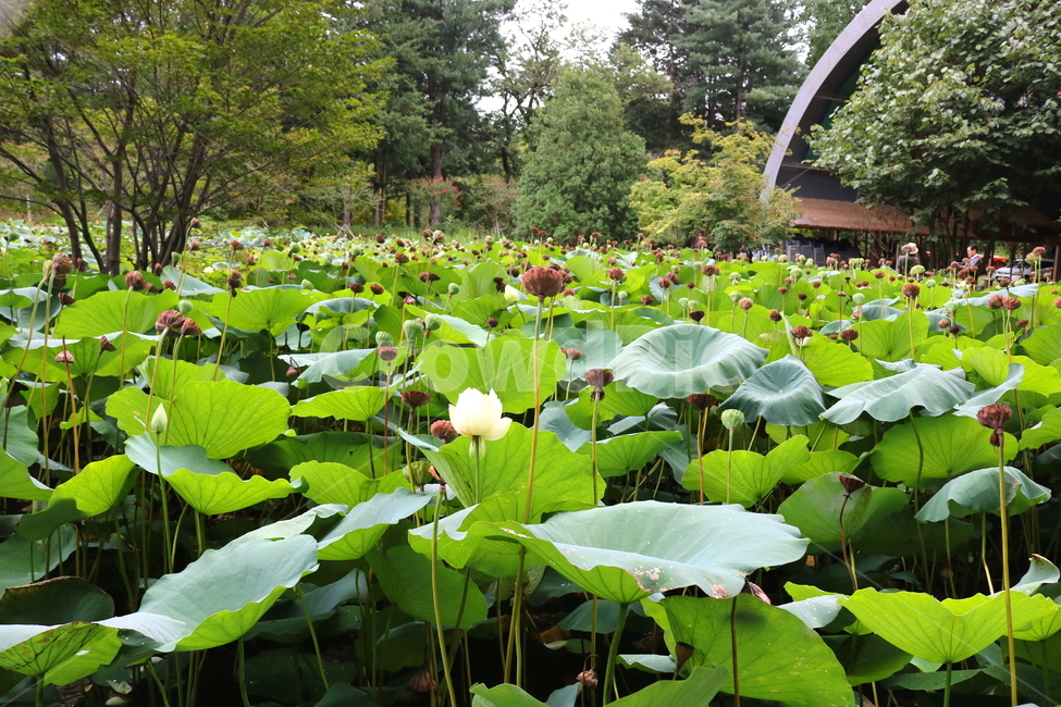 수련,연꽃,연잎,식물,수생식물,연,자연,식물,자연,plants,nature,꽃,flower