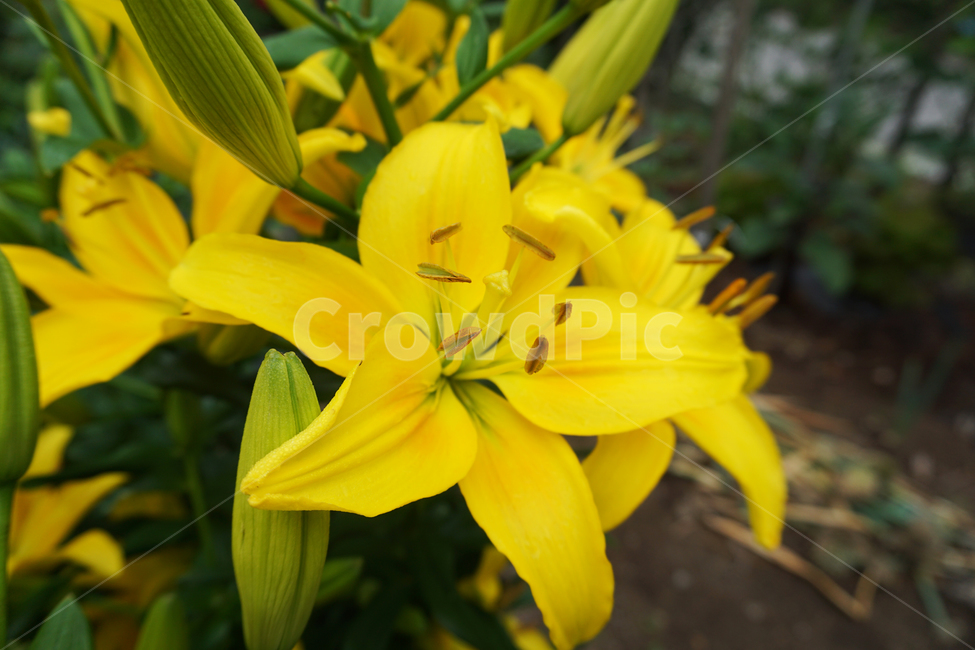 꽃,백합,나리,여름,노랑,자연,lily,flower,yellow,nature,접사,초록,green,bloom,summer