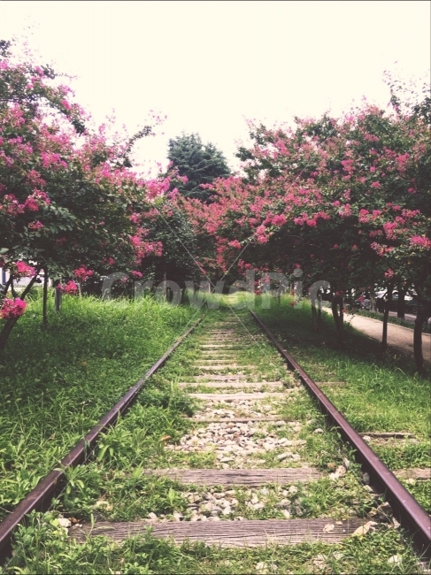 철길,백일홍,자갈,핑크,풍경,자연,풍경,nature,landscape,교통,교통수단,traffic,transportation,train track,기찻길,rail,레일,railway,철도,outdoors,옥외