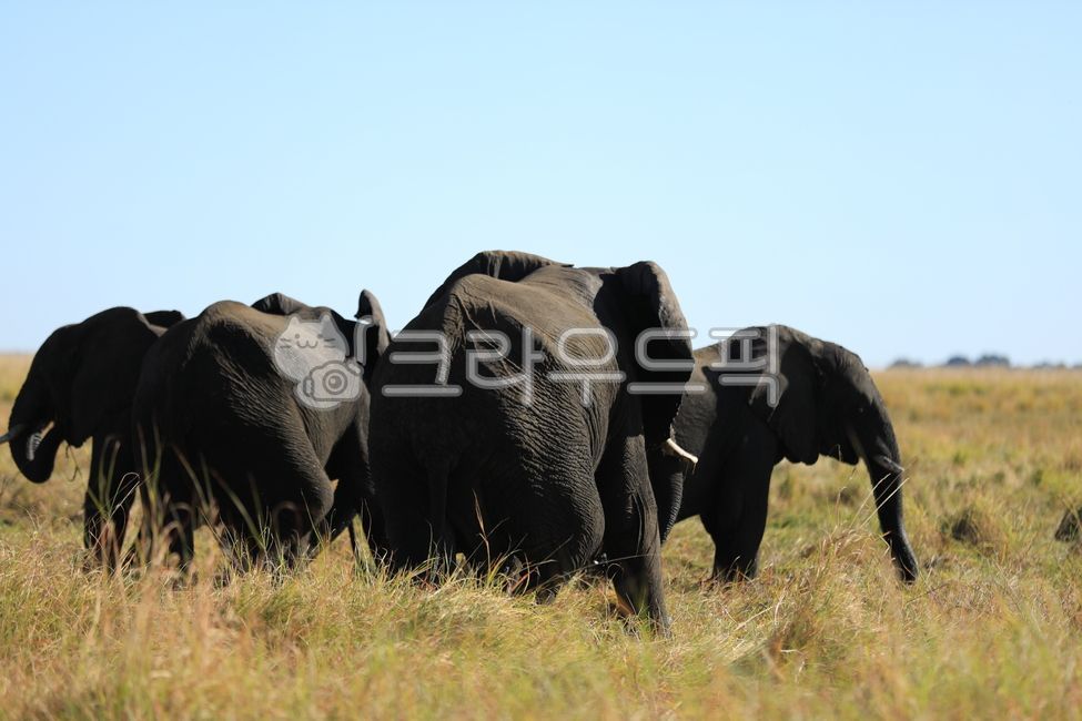 African elephant,animal,herbivore,elephant