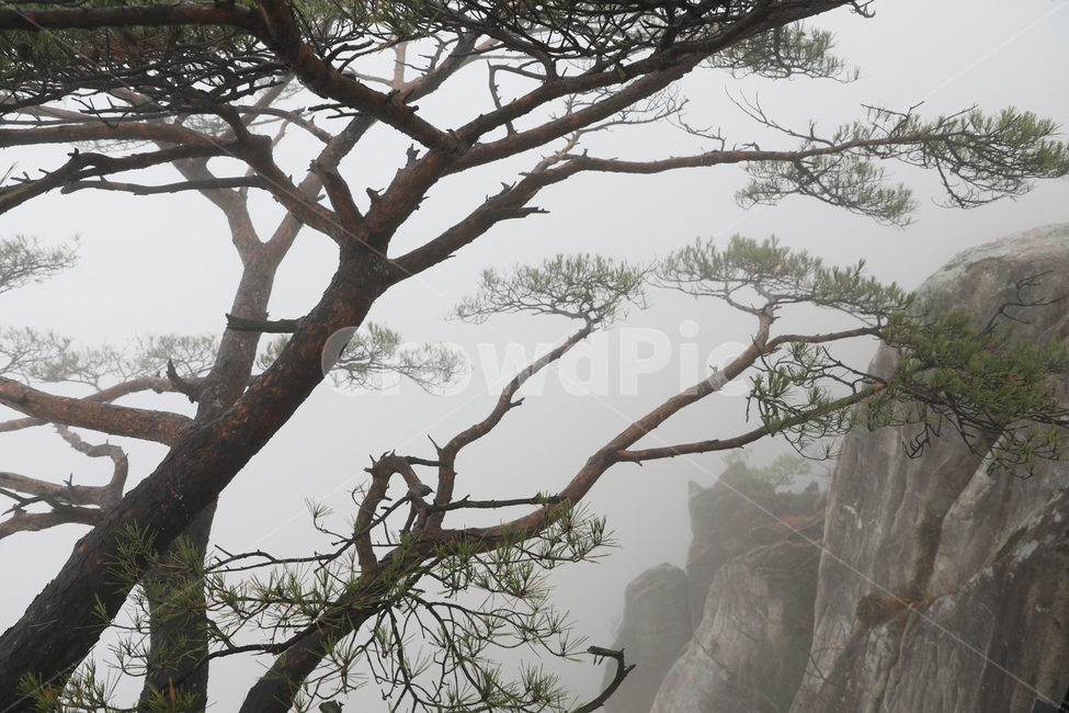 익산,대둔산,바위산,안개,가을산,단풍,암산,풍경,식물,자연,plants,nature,나무,trees,wood