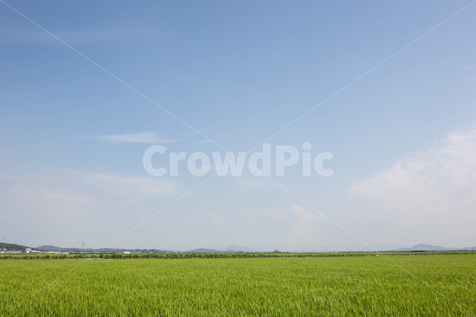 하늘,들,곡식,풍경,landscape,자연,풍경,nature,landscape,grassland,목초지,field,outdoors,옥외