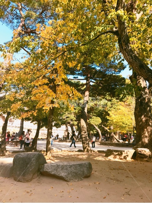 경주,나무,단풍,자연,환경,가을,불국사,단풍나무,가을,계절,fall,autumn,season,사람들,대중,군중,other people,crowd,tree,plant,식물,tree trunk,나무 줄기