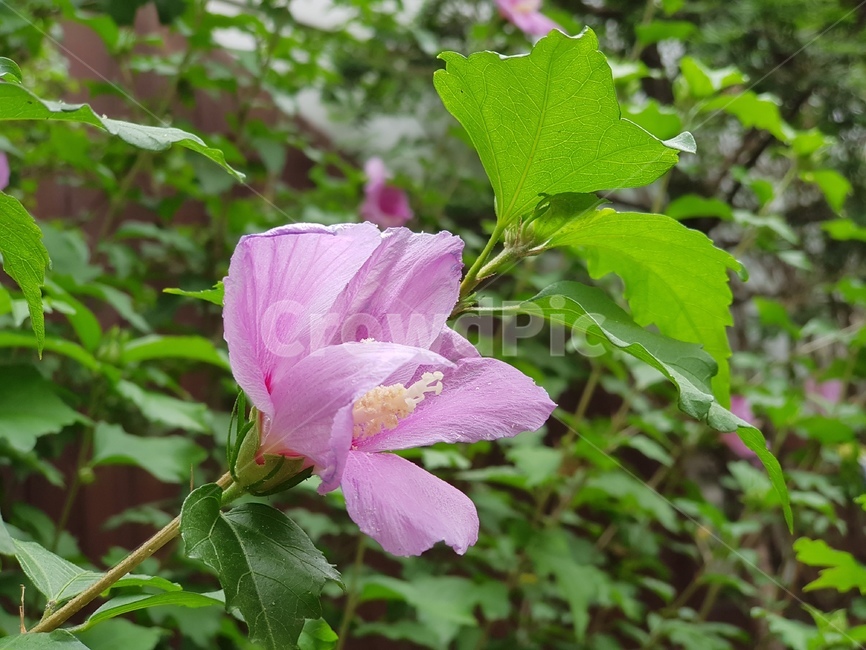 무궁화,꽃,한국,대한민국,핑크,녹색,계절,식물