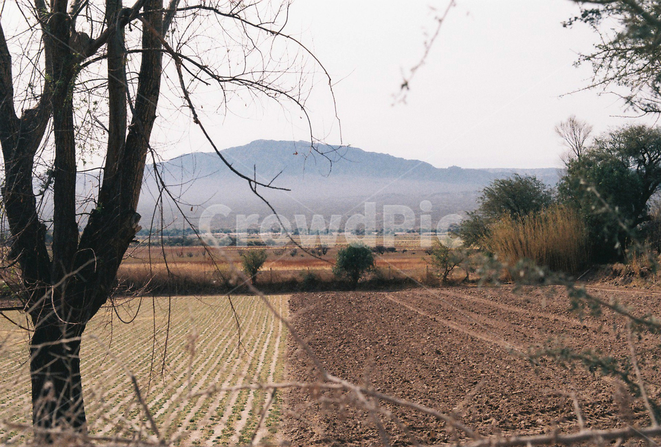 나무,자연,tree,nature,산,mountain,들판,밭,field