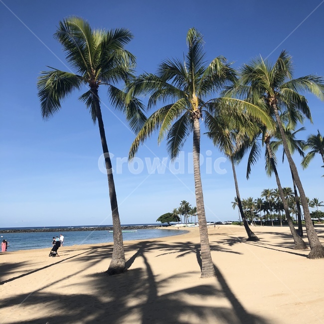 summer,여름,여름휴가,야자수,나무,자연,바다,잔잔한,그림자,해변가,해변,palmtree,hawaii,beach,sand,softsand,shadow,shore,하와이,해외,calm,따뜻한,바닷가,자연,풍경,nature,landscape,해변,바다,beach,sea