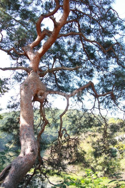 식물,나무,소나무,고풍,금송,식물,자연,plants,nature,나무,trees,wood