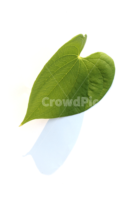closeup,fresh,green,heart,heartshape,leaf,leaves,natural,nature,plant,sponge gourd,클로즈업,신선한,그린,녹색,하트,하트모양,모양,하트잎,잎,나뭇잎,잎사귀,초록색,자연,식물,수세미잎,흰배경,그림자,식물,자연,plants,nature,누끼,remove background