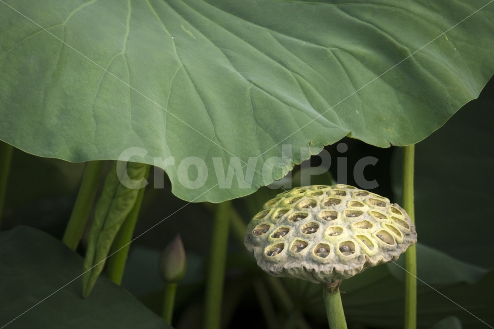 여행,연밥,유등연지,유등지,자연,청도,힐링,식물,자연,plants,nature