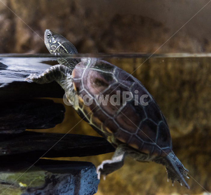 남생이,거북이,담수,수족관,아쿠아리움,동물,animal,파충류,양서류,reptile,amphibian