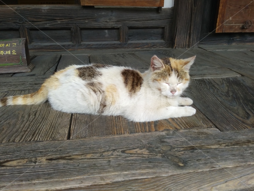 고양이,길고양이,귀여운,야옹이,예쁜