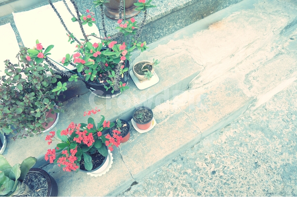 plant,식물,blossom,flower,꽃