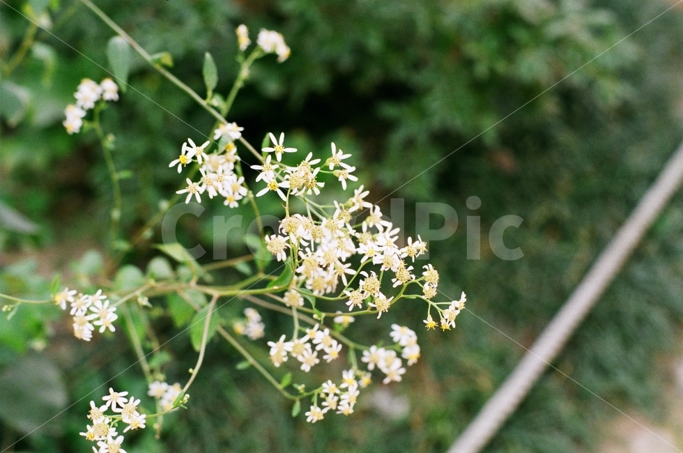 필름사진,풍경사진,꽃,하얀꽃,푸름,식물,자연,plants,nature,꽃,flower,감성,sensible,feeling