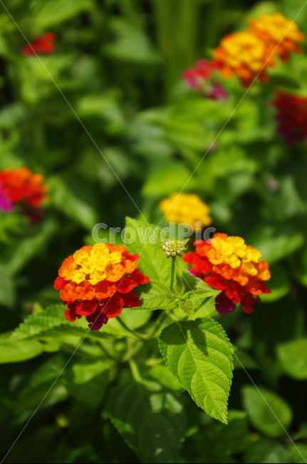 란타나,꽃,flower,식물,plant,자연,nature,식물,자연,plants,nature,꽃,flower