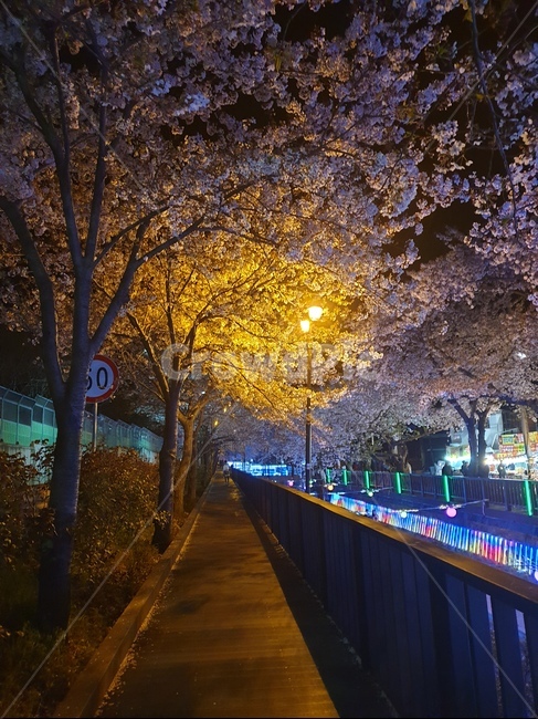 봄,진해,여좌천,벚꽃,벚꽃축제,야경,봄,계절,spring,season,야경,밤,풍경,nightscape,night,landscape,plant,식물