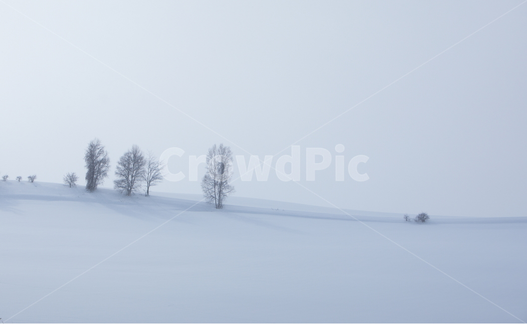 설경,눈,비에이,북해도,겨울풍경,snow,겨울,계절,winter,season,자연,풍경,nature,landscape,해외,외국,세계,foreign,oversea,world,세계자연풍경,해외자연풍경,외국자연풍경,world nature landscape,storm,폭풍,blizzard,눈보라,outdoors,옥외