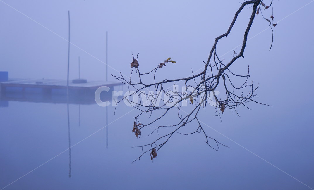 호수,낚시터,낚시,부교,다리,나무,가을,안개,새벽,자연,풍경,nature,landscape,weather,날씨