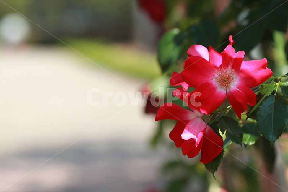 장미,봄꽃,식물,빨강색,장미원,식물,자연,plants,nature,꽃,flower