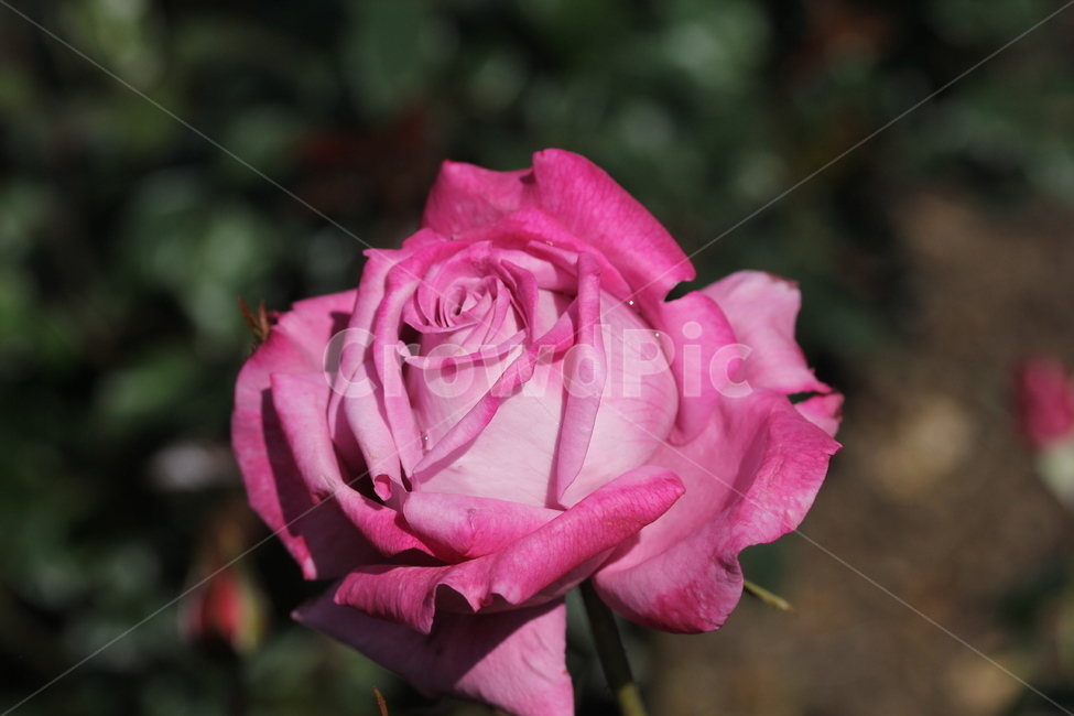 장미,봄꽃,식물,빨간장미,꽃,식물,자연,plants,nature,꽃,flower