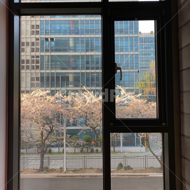 꽃,벚꽃,cherryblossom,나무,벚꽃나무,tree