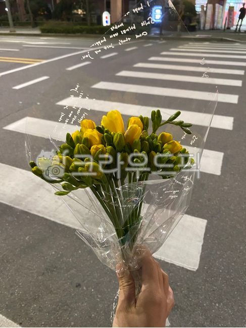 프리지아,후리지아,꽃,횡단보도,노란꽃,도로,아스팔트