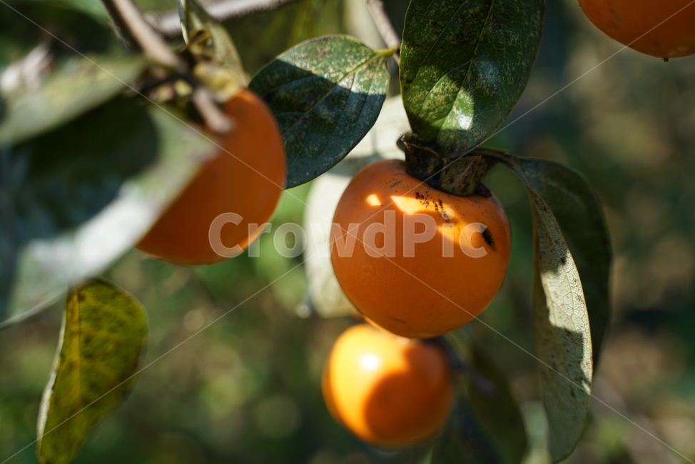 plant,식물,식품,fruit,과일,persimmon,감,food,과일,열매,fruit,농업,농사,agriculture,farming,farming industry