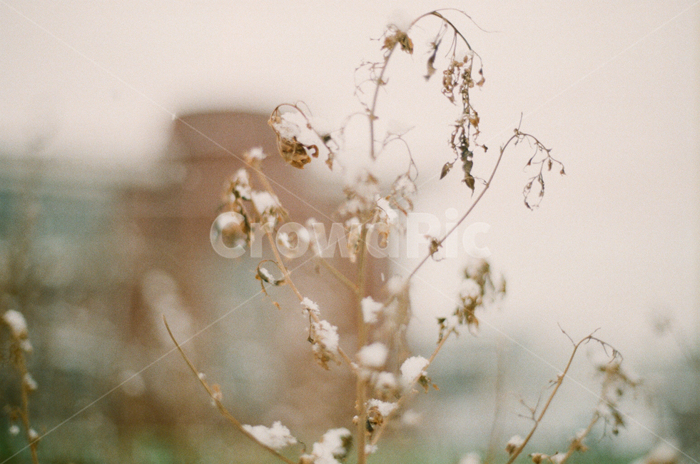눈,자연,식물,겨울,필름사진,아날로그,풍경,살아있는,감성사진,겨울,계절,winter,season,식물,자연,plants,nature