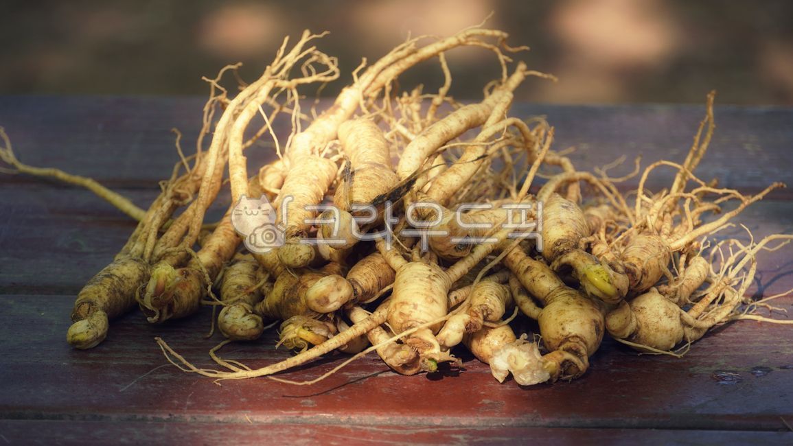 수삼,한약재,약재,건강식품,농산물,약초,한방재료,root,인삼,건강,뿌리,장수,심마니,ginseng,korea,한국,health,longlife,tree,나무