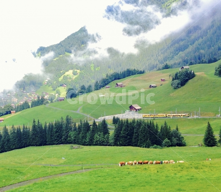 풍경,landscape,스위스,자연,nature,농장,farm,초원,여행사진,여행,자연,풍경,nature,landscape,해외,외국,세계,foreign,oversea,world,세계자연풍경,해외자연풍경,외국자연풍경,world nature landscape,동물,animal,포유류,mammal,field,들,grassland,목초지,outdoors,옥외