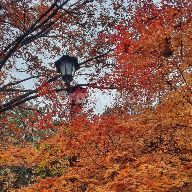 가을,나무,낙엽,단풍,주황,자연,풍경,전등,전봇대,maple,plant,tree,fall,autumn